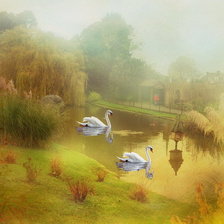 Схема вышивки «Labedzie we mgle»