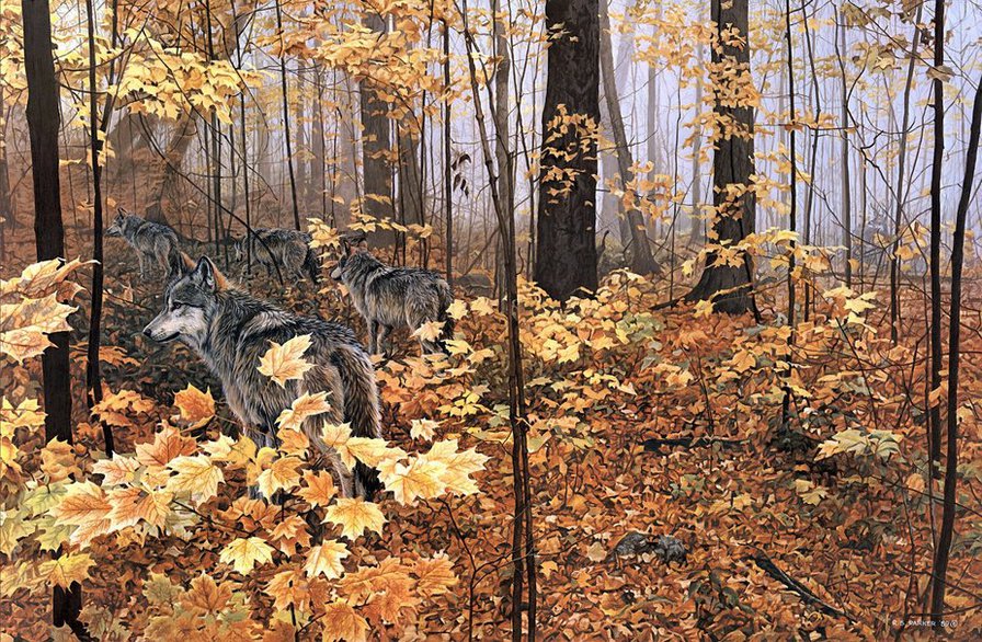 Wilki w jesiennym lesie - wilki, pejzaz, jesien - оригинал