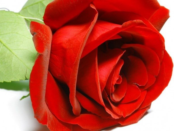 красная роза эмблема любви - роза, цветы - оригинал