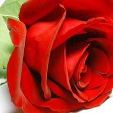 Оригинал схемы вышивки «красная роза эмблема любви» (№640072)