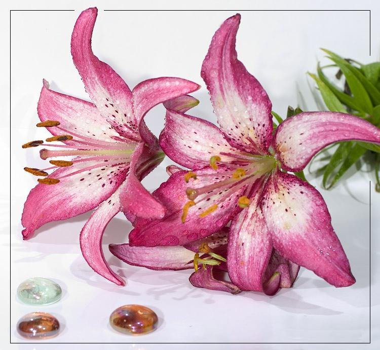 Лилии - цветы - оригинал