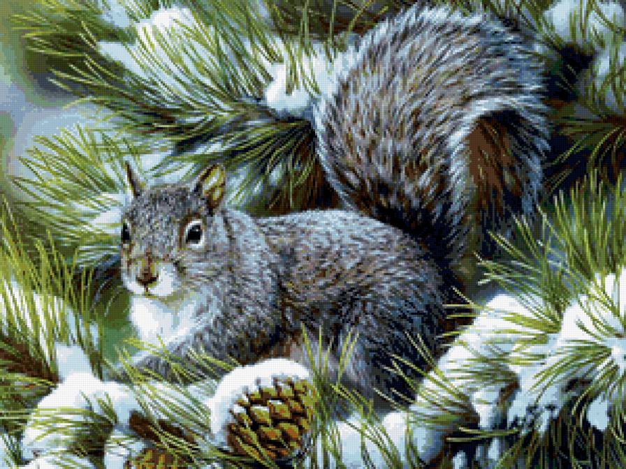 пано белка - белка, природа, лес, животные - предпросмотр