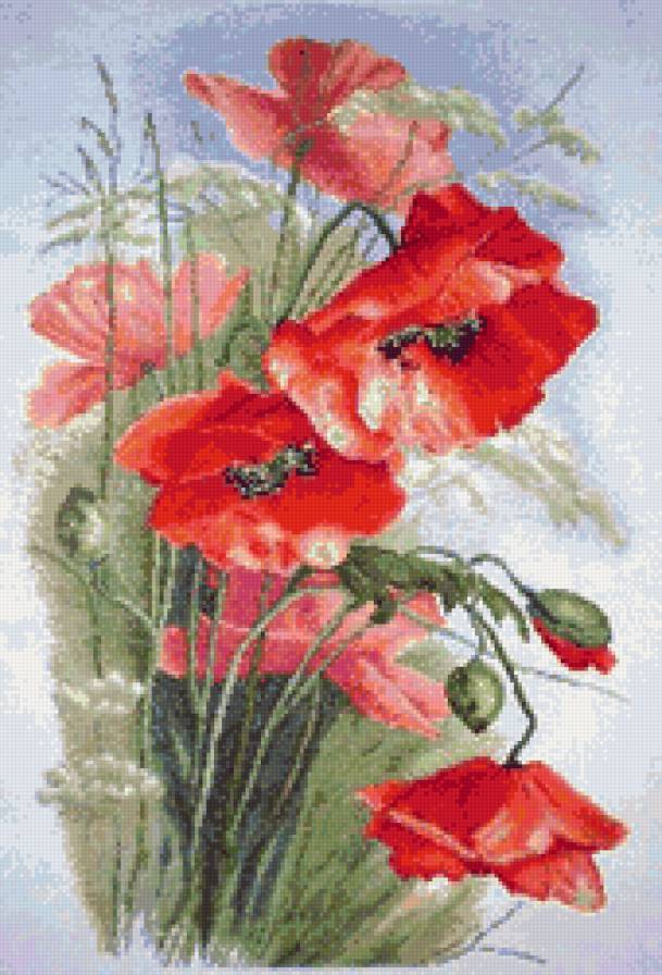 Чудесные маки - букет, маки, цветы - предпросмотр