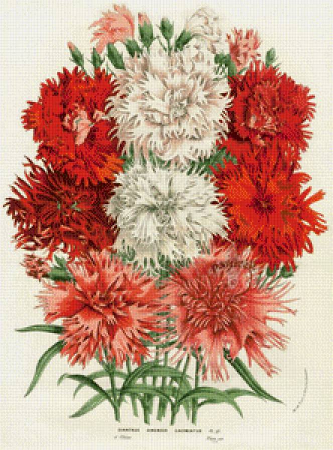 Гвоздики - цветы - предпросмотр