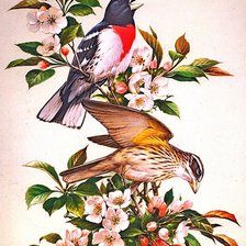 Оригинал схемы вышивки «птички» (№640432)