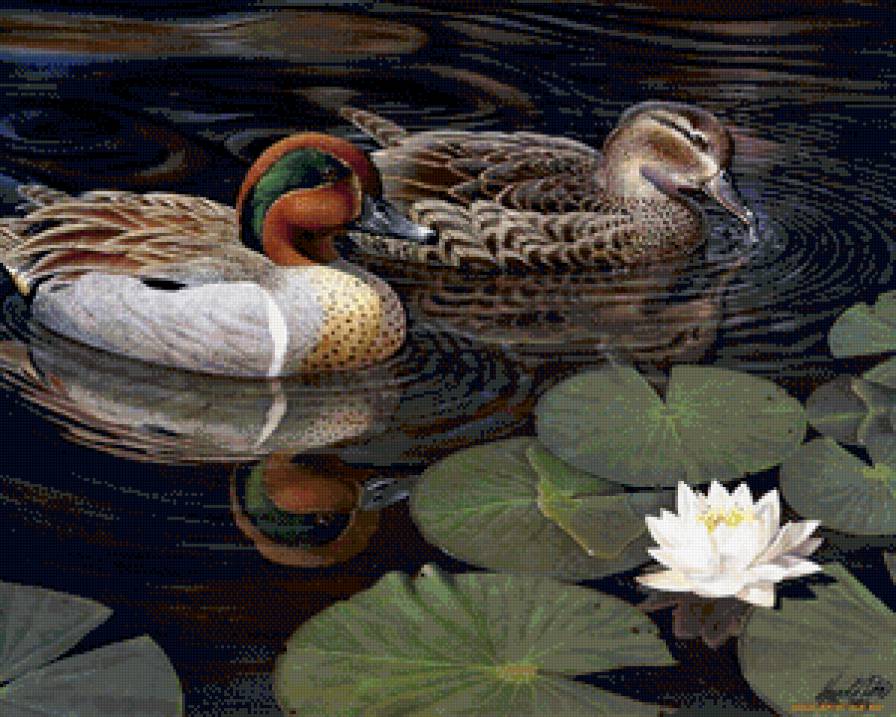 Утки - птицы, природа - предпросмотр