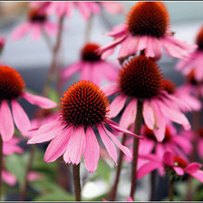 Схема вышивки «цветы»