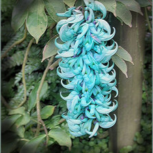 Схема вышивки «цветы»