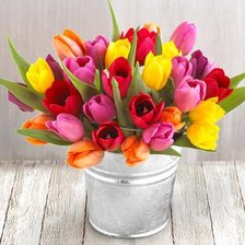 tulipanes 40 colores