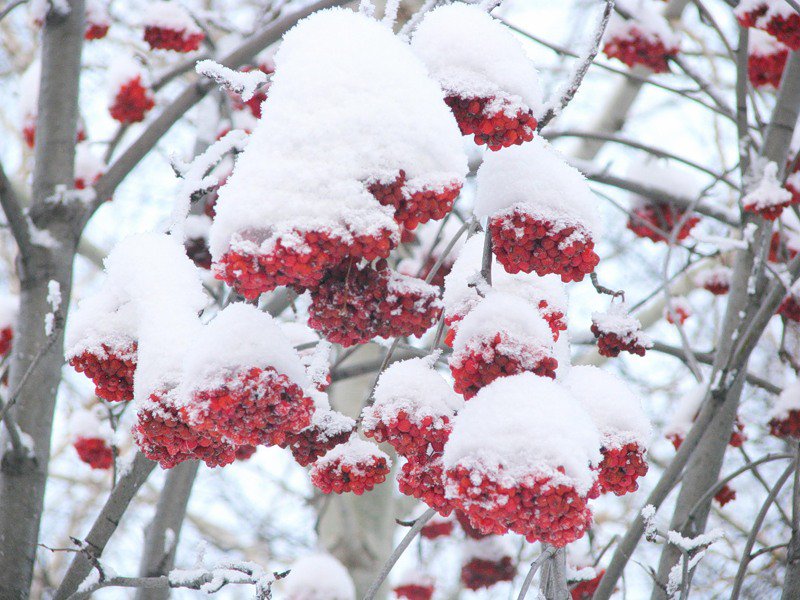 рябина под снегом - оригинал