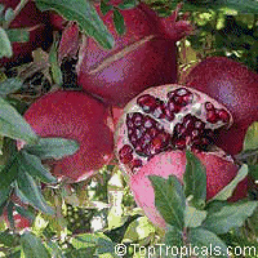 гранаты на дереве - гранат - предпросмотр