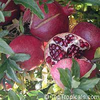 Схема вышивки «гранаты на дереве»