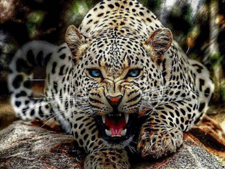 леопард - предпросмотр