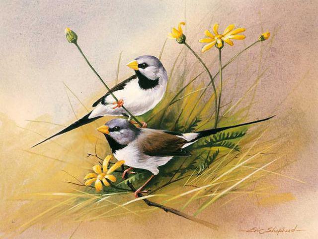 Птицы - оригинал