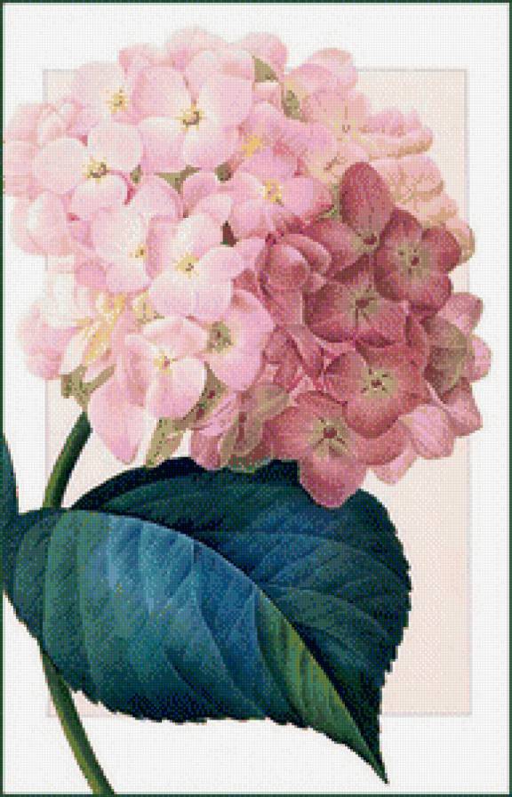 Гортензия - цветы - предпросмотр