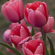 признание в любви