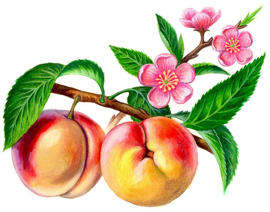 Персики - цветы, фрукты - оригинал