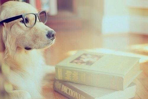 Пес - оригинал