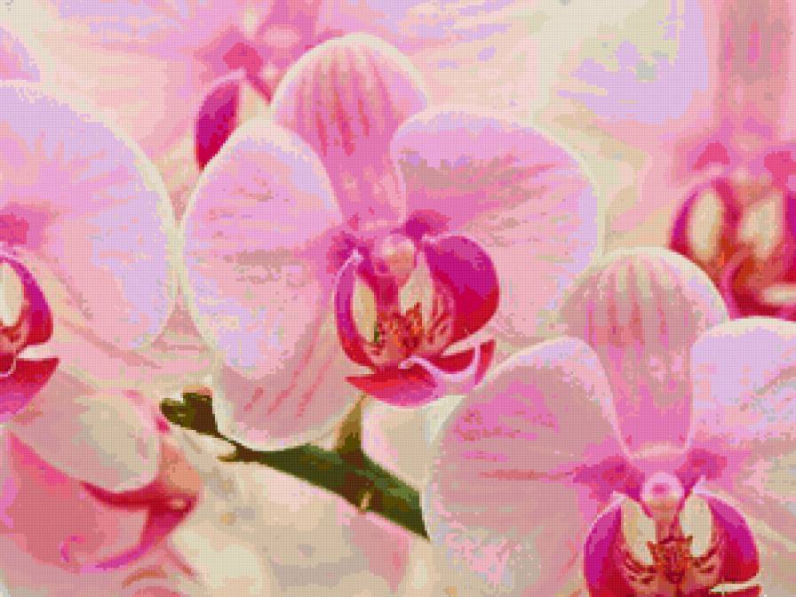 орхидеи - цветы, орхидеи - предпросмотр