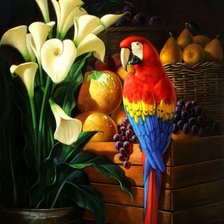 Схема вышивки «ара и бакланы»