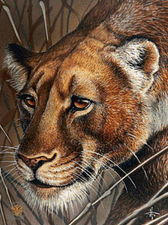 Пума - животные, пума - предпросмотр