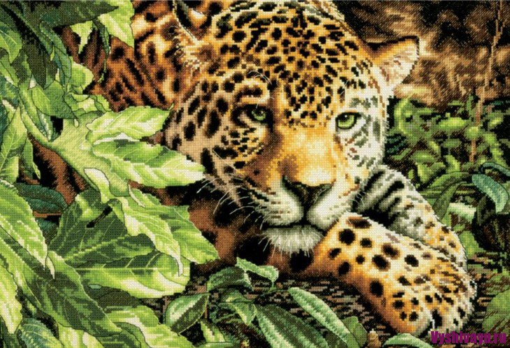 Леопард - животные, леопард, красавец, природа - оригинал
