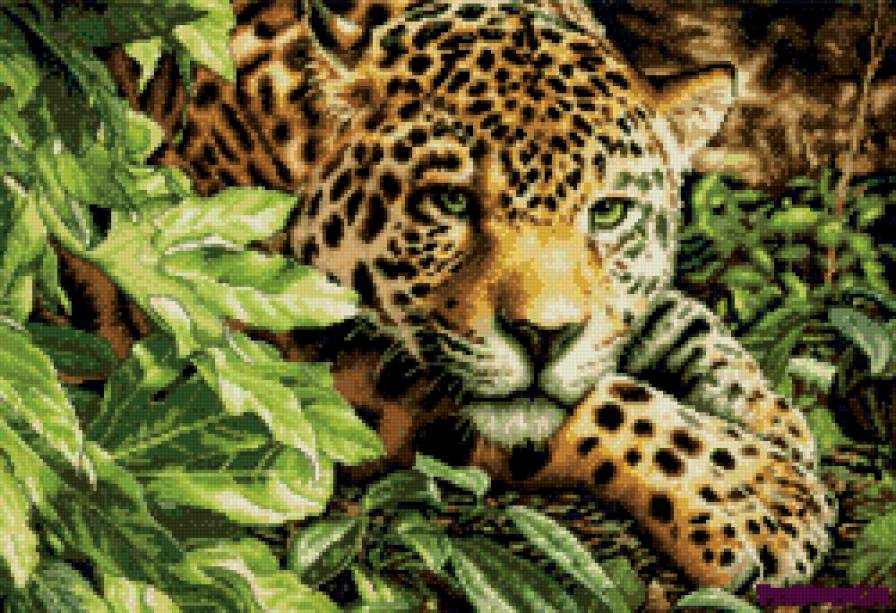 Леопард - природа, леопард, животные, красавец - предпросмотр