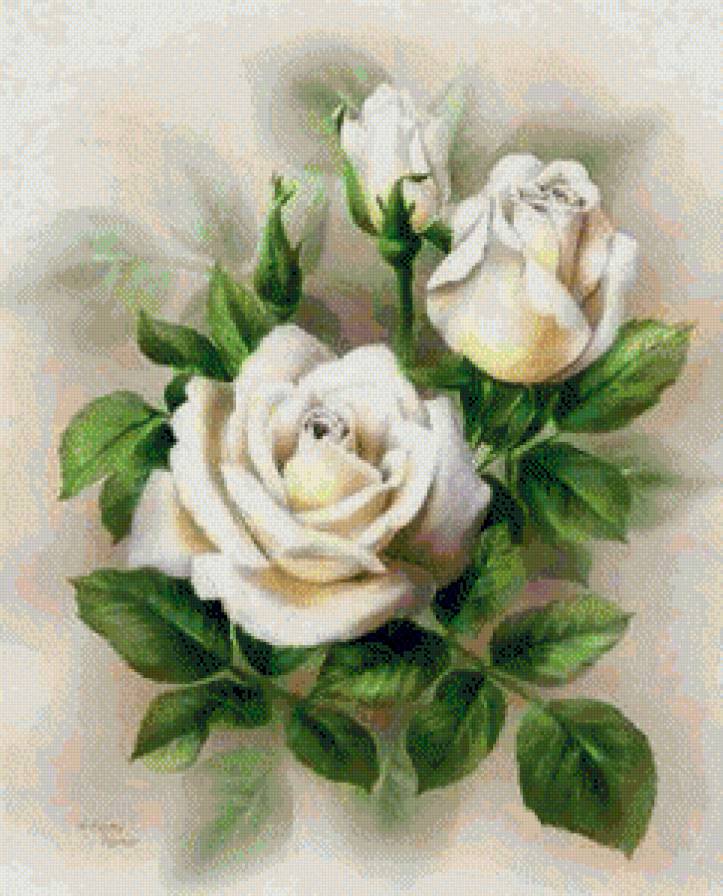белые розы - цветы - предпросмотр