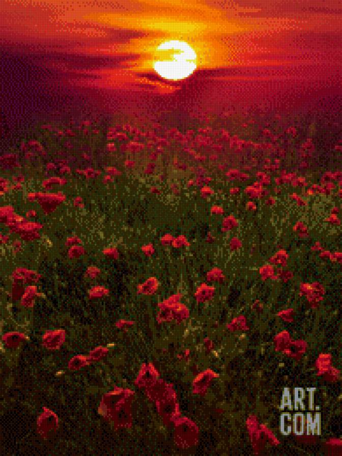 Маковый закат. - солнце, поле, пейзаж, маки, закат - предпросмотр