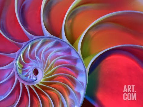 Бесконечность. - бесконечность, спираль, раковина, время, абстракция - оригинал