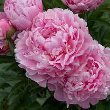 Схема вышивки «№642723»