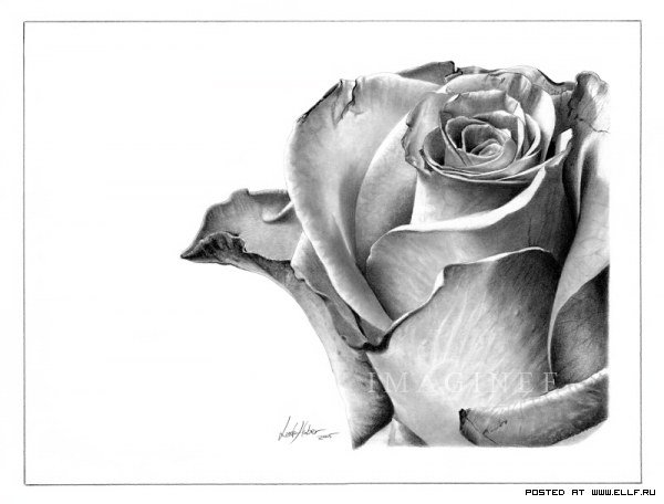 Роза - цветок, роза - оригинал