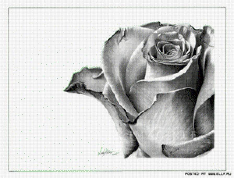 Роза - роза, цветок - предпросмотр