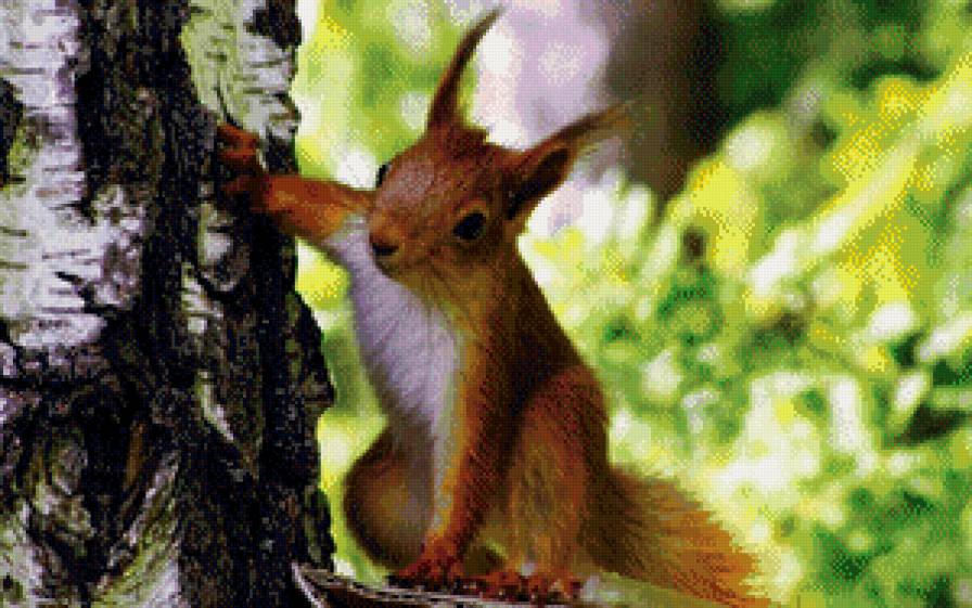 №642814 - дерево, лес, березы, животные, белка, природа - предпросмотр