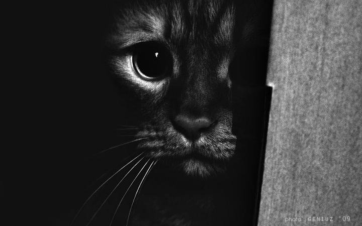 Кот - силуэт - оригинал