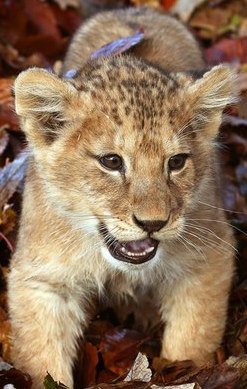 Львенок - львенок - оригинал