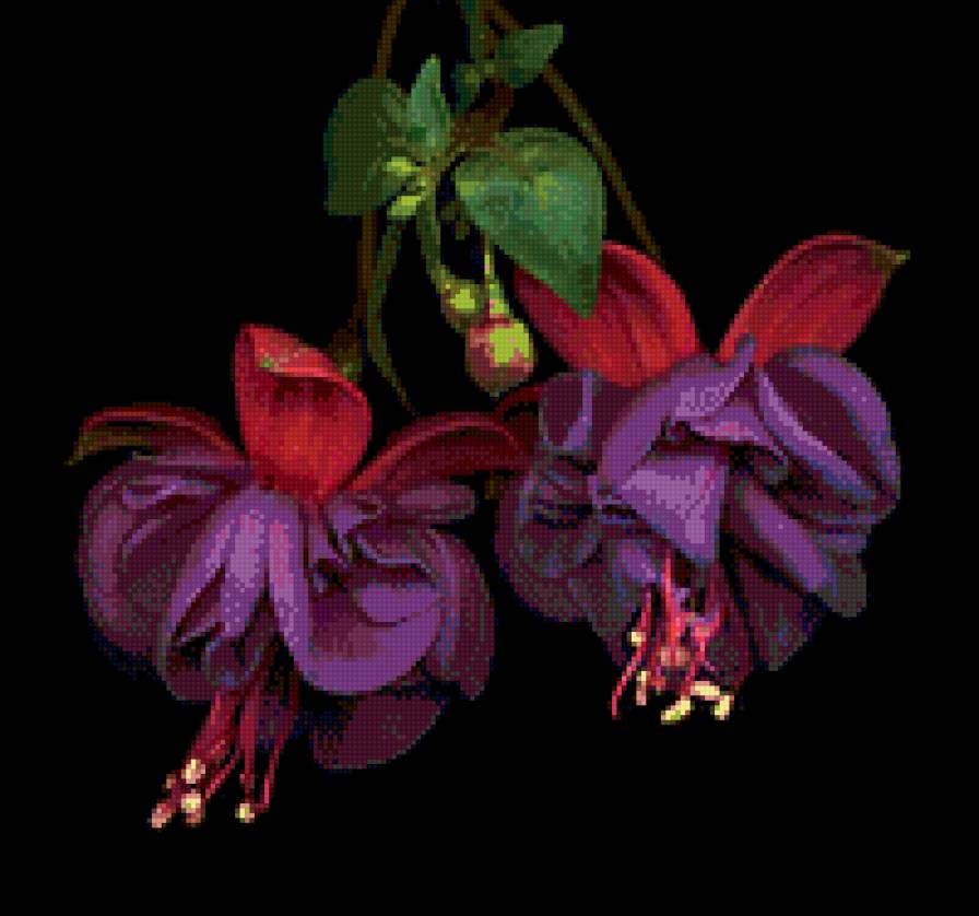 Фуксия на чёрном - цветы - предпросмотр