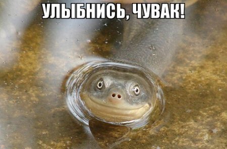 И улыбка, без сомненья, вдруг каснется ваших глаз... - для настроения - оригинал