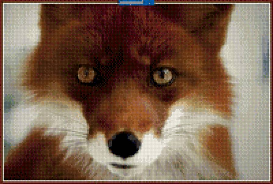 Эй, ты кто? Наехать хочешь? - животные, забавные моськи - предпросмотр