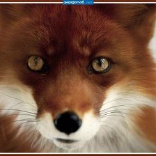 Схема вышивки «Эй, ты кто? Наехать хочешь?»