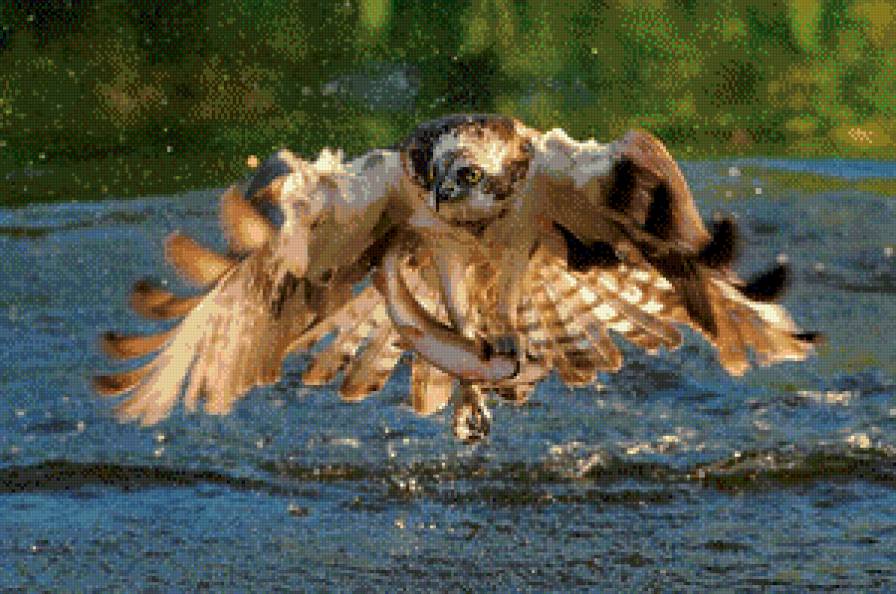 Охота? Рыбалка? - Нет, жрать хочу - забавные моськи, животные - предпросмотр