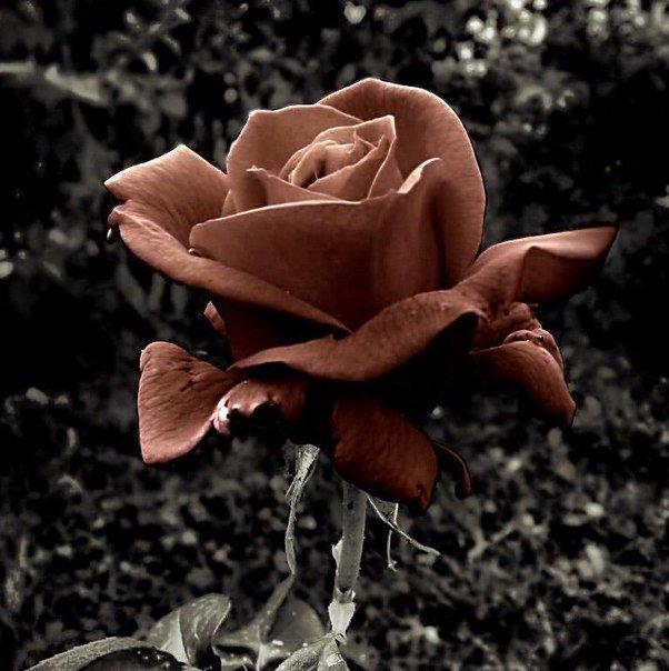 Роза - цветок, роза - оригинал