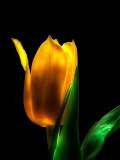 Тюльпан - цветы - оригинал
