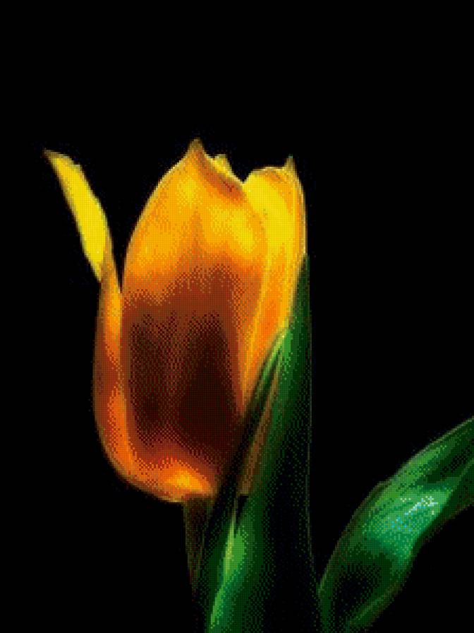 Тюльпан - цветы - предпросмотр