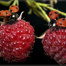 Схема вышивки «№644057»