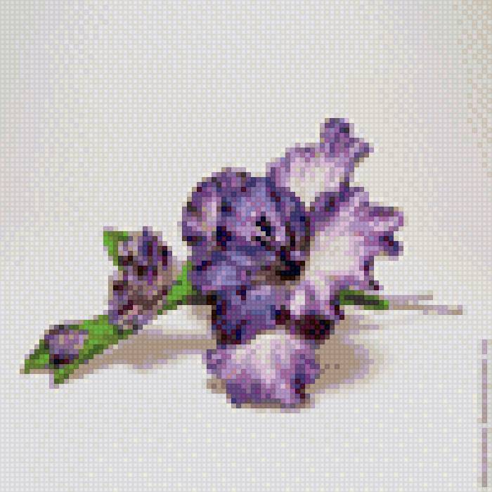 гладиолус - гладиолус - предпросмотр