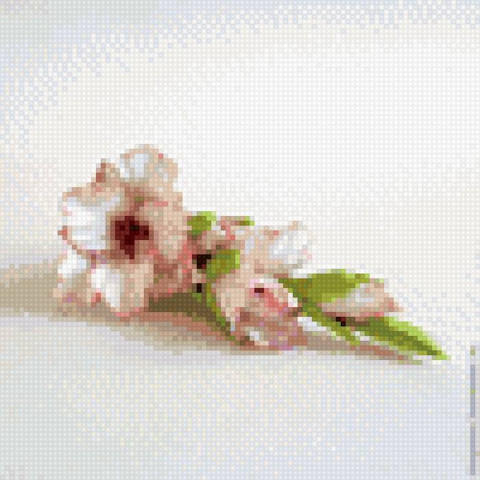 гладиолус - гладиолус - предпросмотр