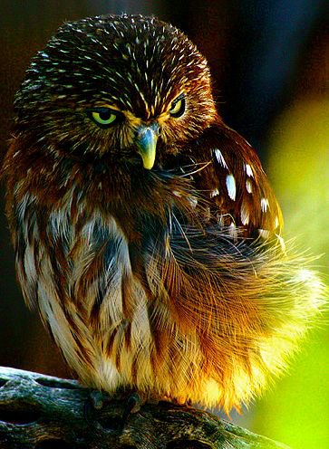 совёнок - картина - оригинал