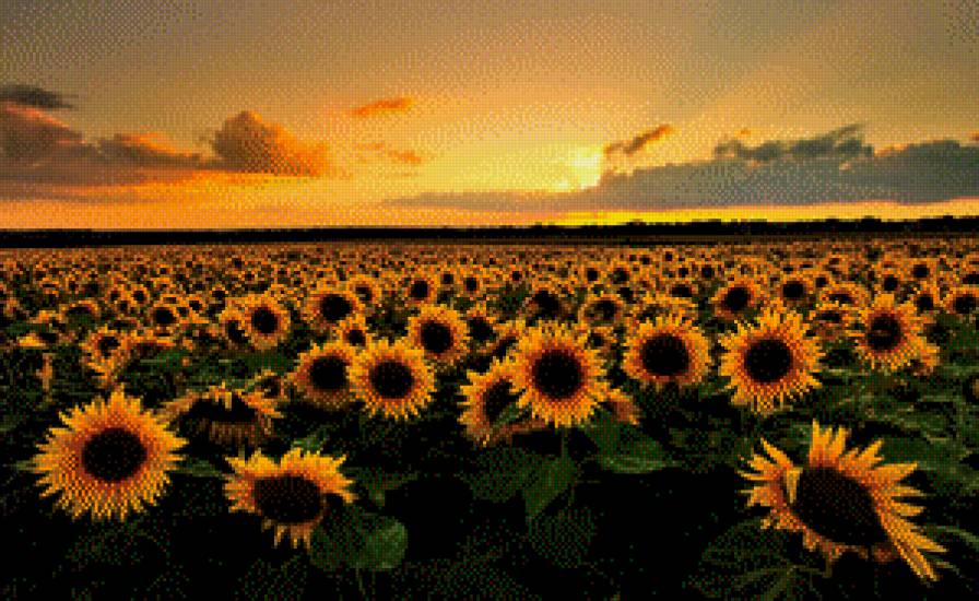 подсолнухи - предпросмотр