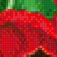 Предпросмотр схемы вышивки «TULIPANES ROJOS CZERWONE TULIPANY» (№644520)